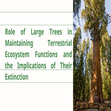 Role of Large Trees in Maintaining Terrestrial Ecosystem Functions and ...