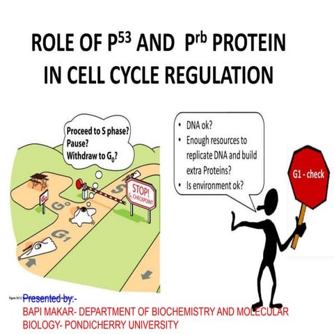 Role of p 53 and p-rb protein in cell cycle regulation