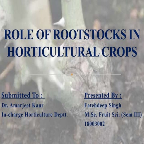 Role of rootstocks in horticultural crops