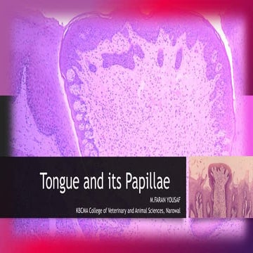 Tongue, papillae and some special structures.