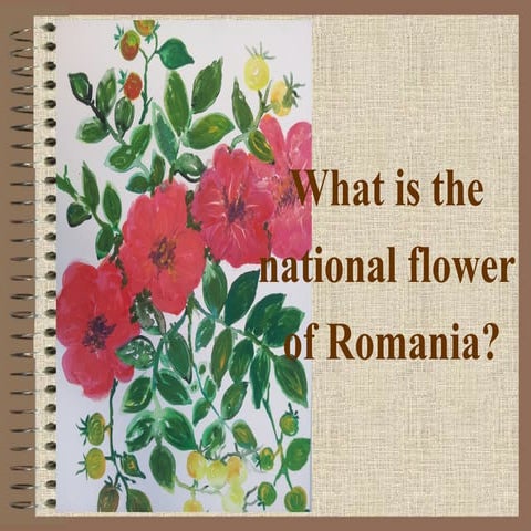 Quiz - Romania