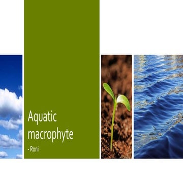 Aquatic macrophytes