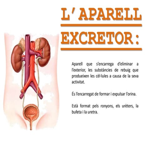 PRÀCTICA RONYÓ | PPTX