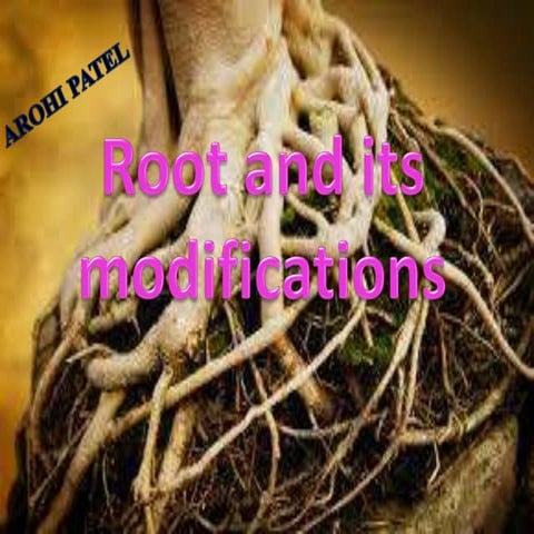 rootanditsmodifications-170914145633.pdf