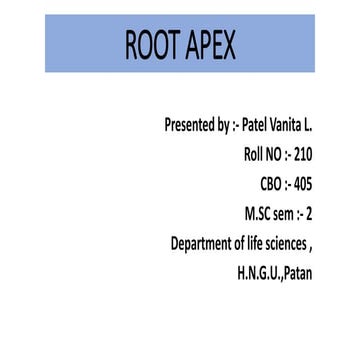 Root apex