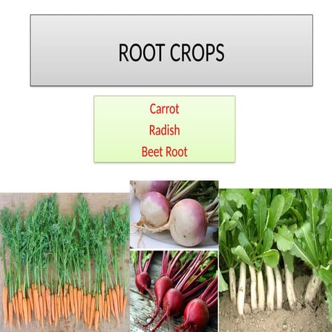 ROOT CROPS | PPTX