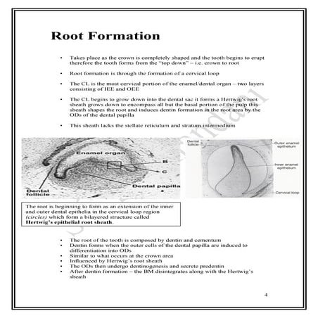 Root formation