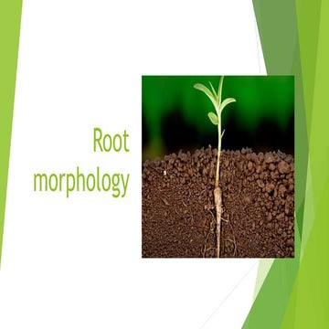 Root morphology