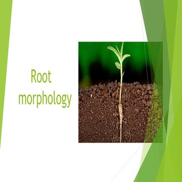 Root morpology ppt