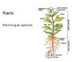 Anatomy of dicot roots