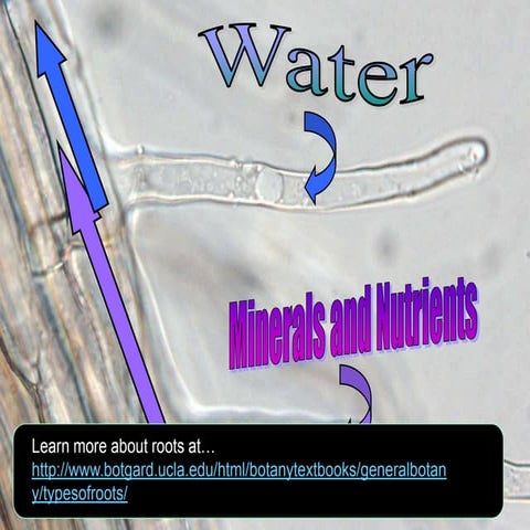 Roots and Water, Plants Biology Lesson PowerPoint