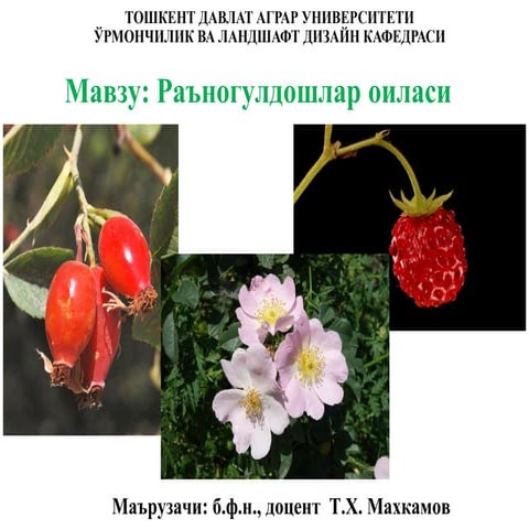 Comprehensive Study of the Rosaceae Family: Taxonomy and Key Species | PDF