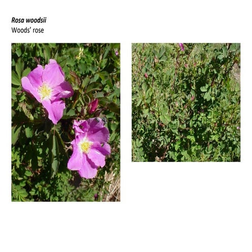 Rosa woodsii   photo show