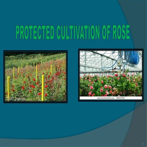 PROTECTED CULTIVATION OF ROSES