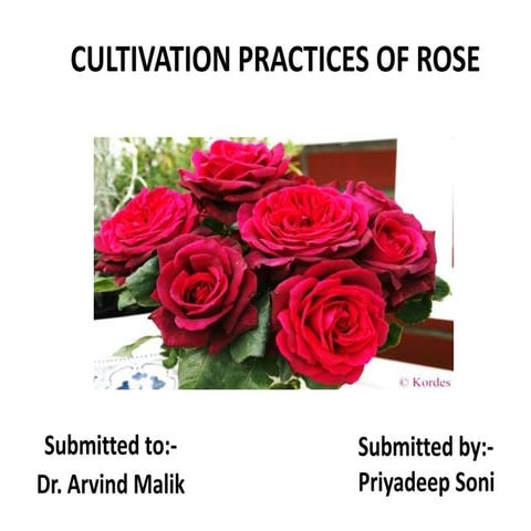 Rose cultivation