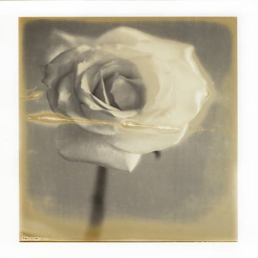 Pink Rose | PDF
