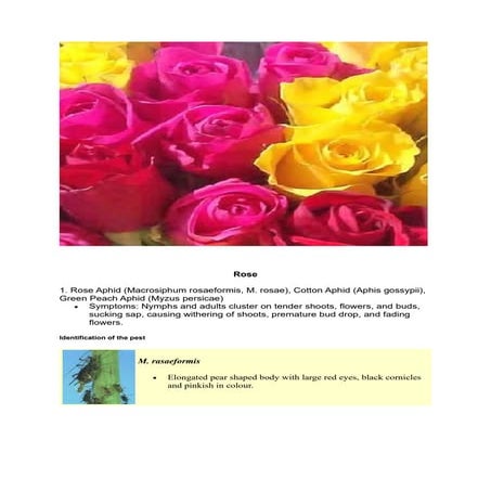 Rose_ Floriculture_ cultivation and its managment.pdf