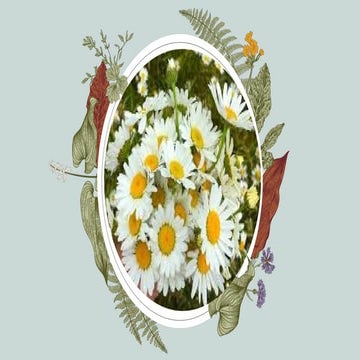 Rose presentation ina di place so you better prepare yourself