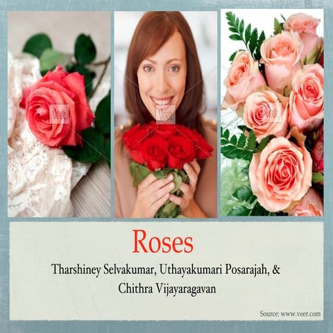 Roses | PPT