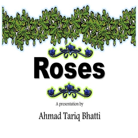 Rose Information in English-Rose Information for Project-Rose ...