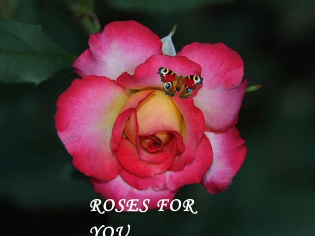 Roses for you