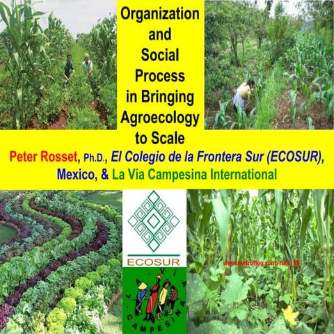 Organization and Social Process in Bringing Agroecology to Scale