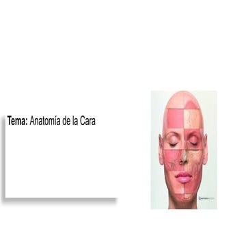 Anatomía Facial | PPTX
