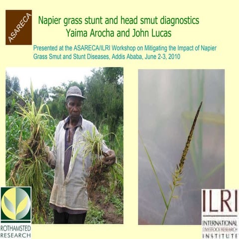 Napier grass stunt and head smut diagnostics