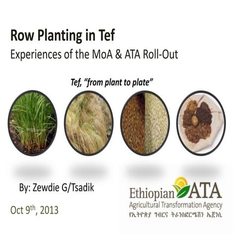 Row planting in tef