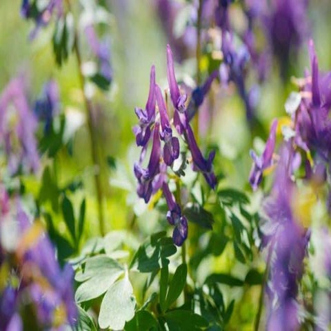 Reverse Pharmacology