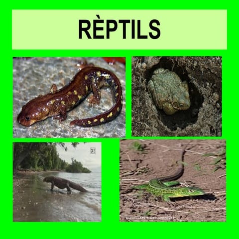 Rèptils