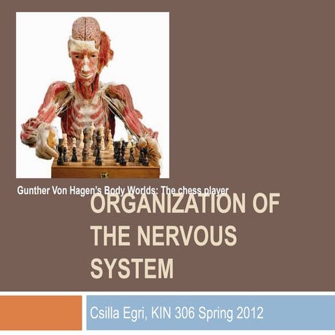 Organization of the nervous system