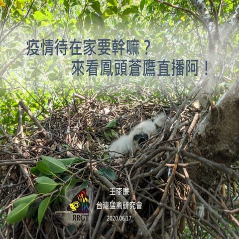 台灣猛禽研究會- 疫情待在家要看嘛？來看鳳頭蒼鷹直播阿！