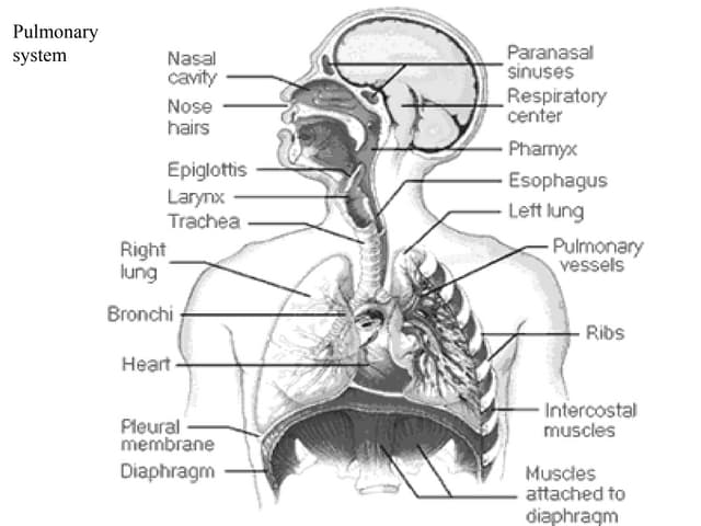 Urinary System/Renal System
