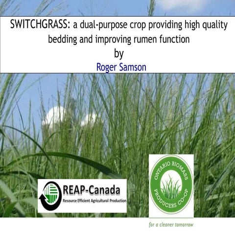 Switchgrass 