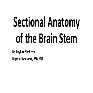 Sectional Anatomy of the Brain Stem