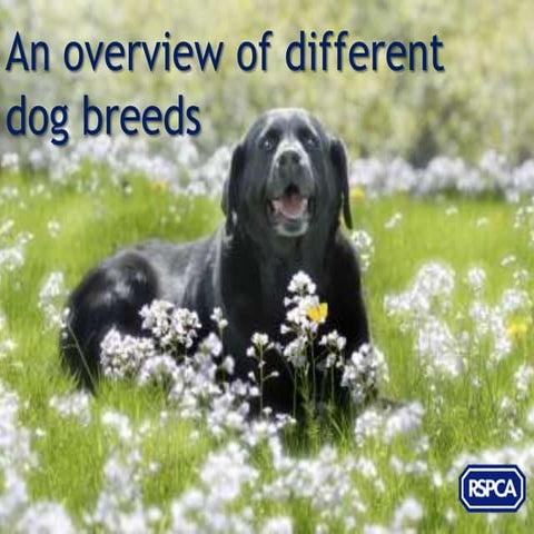RSPCA - An overview of different dog breeds