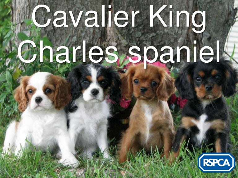 how to train your puppy potty train