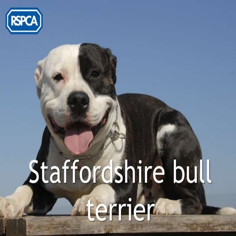RSPCA - Staffordshire Bull Terrier