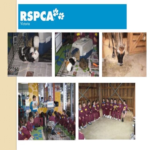 RSPCA - How can we help?