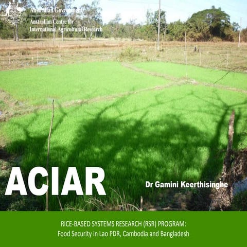 RICE-BASED SYSTEMS RESEARCH (RSR) PROGRAM: Food Security in Lao PDR ...