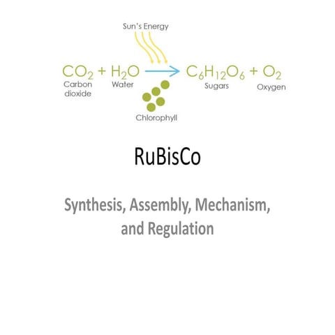 RuBisCo.ppt