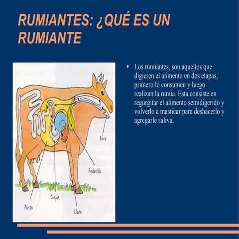 Rumiantes | ODP