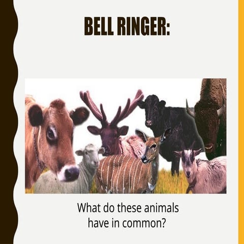 Ruminant Digestion System in Cattle, Sheep, etc.