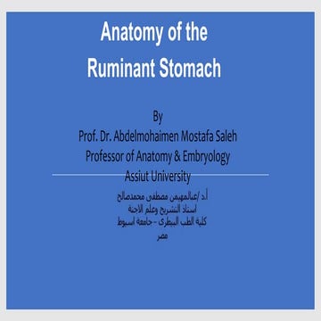 Anatomy of the Ruminant Stomach