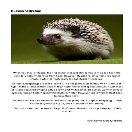 Russian hedgehog