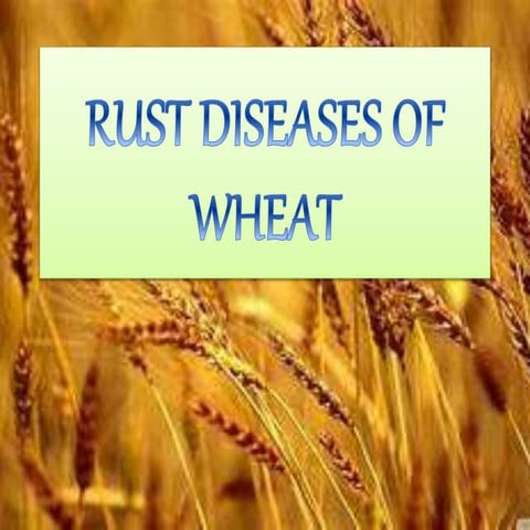 Rust diseases of wheat