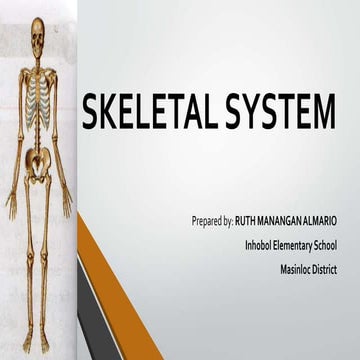 Skeletal System