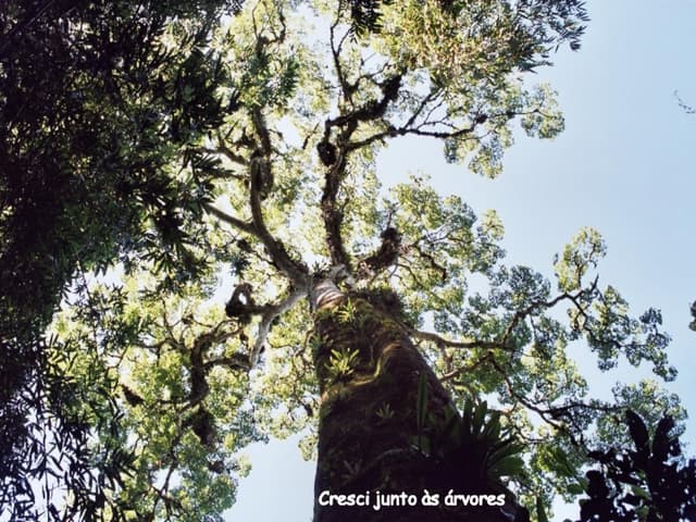 Árvores de minha infância