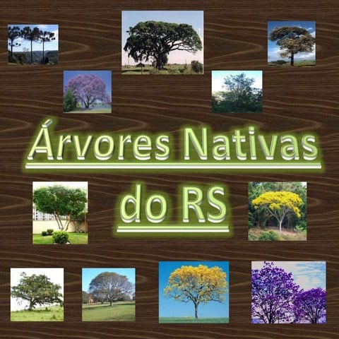 Árvores do RS | PPTX